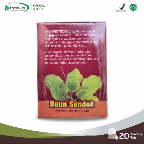 Plantago major folium herba tea Daun Sendok