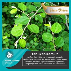 Manfaat daun bidara untuk kesehatan dan kecantikan - Herbal Tazakka